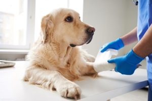 Can I Recover Compensation if my Pet was Injured in an Accident?