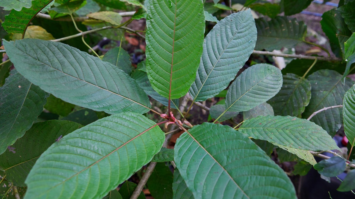kratom-plant-and-leaves