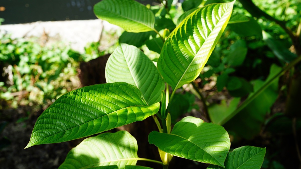 FDA Cracks Down on Potent Kratom-Derived Products