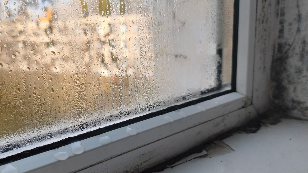 How to Report Toxic Mold Exposure and Properly Document Your Case