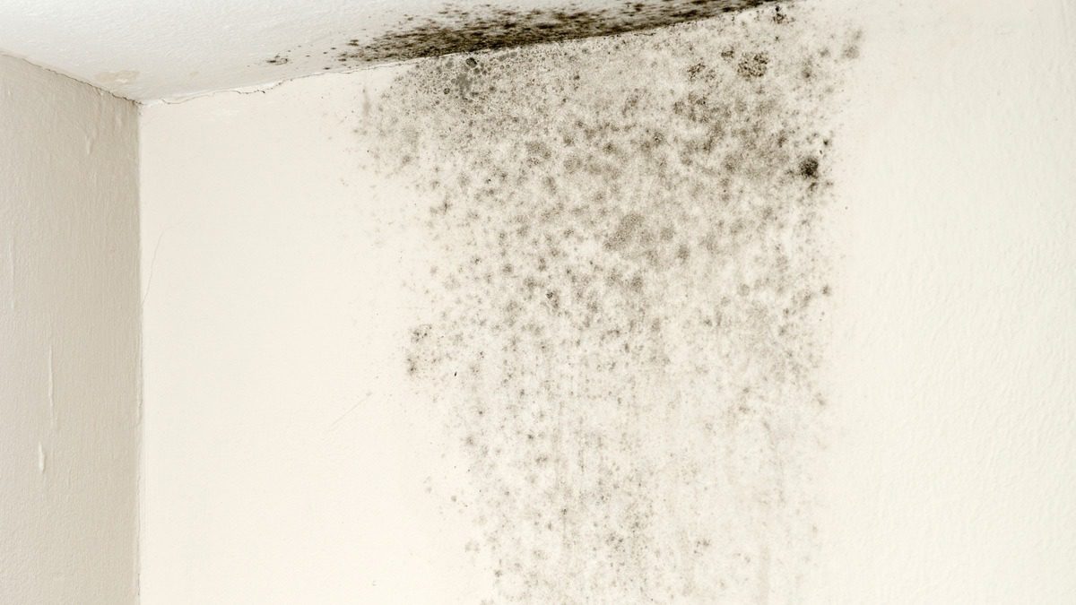 History of Toxic Mold Exposure Lawsuits