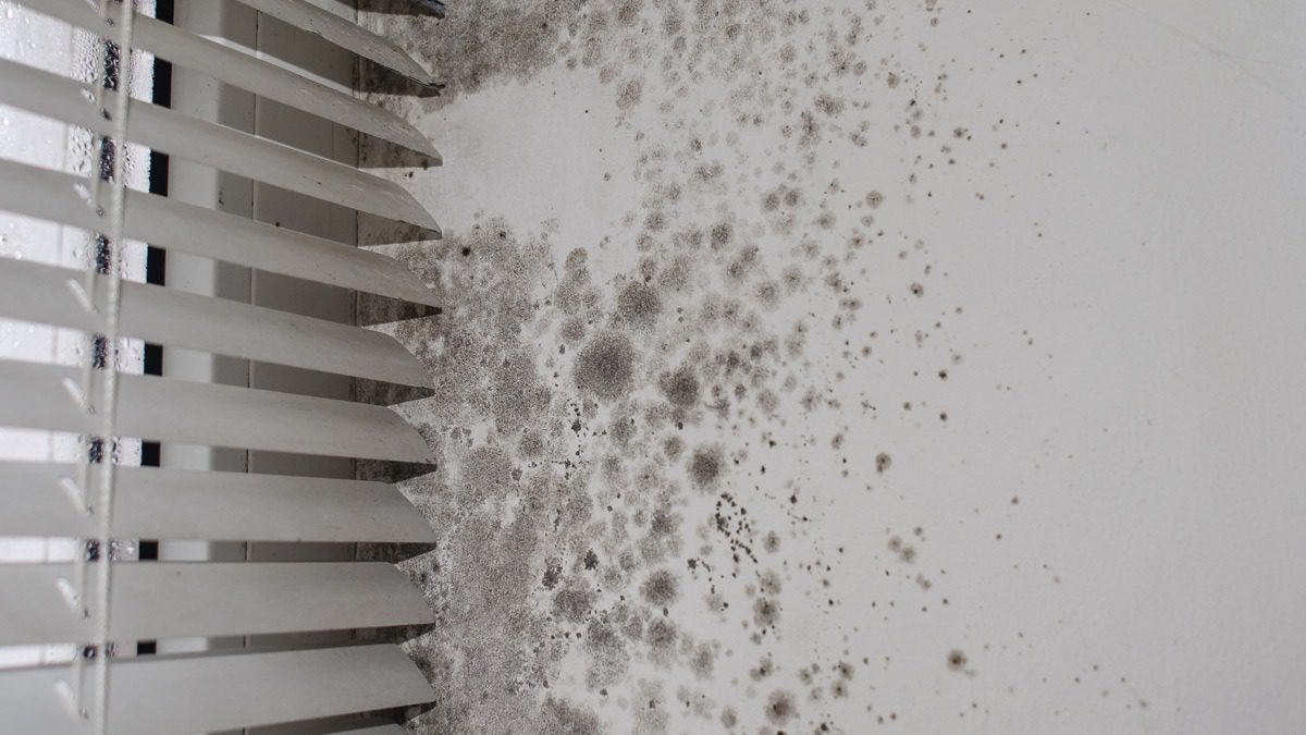 mold-next-to-window-blinds