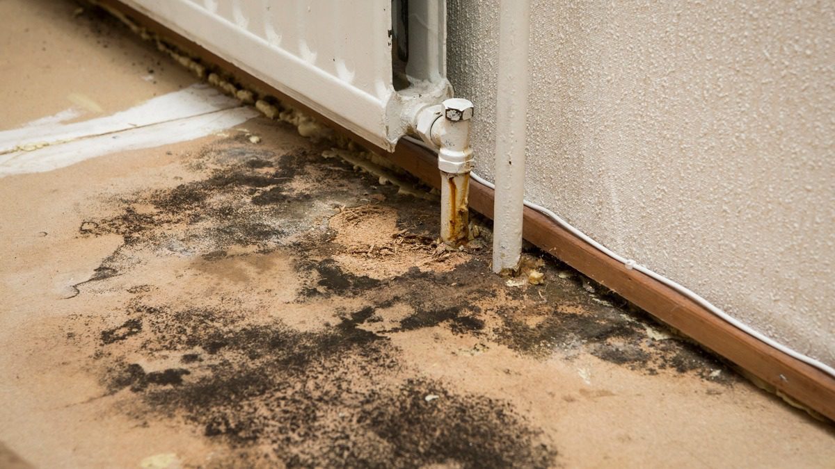 mold-spreading-on-hard-floor