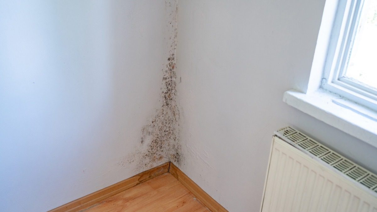 mold-spreading-up-corner