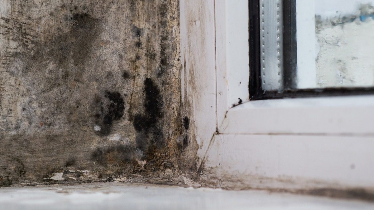 view-of-mold-in-windowsill-corner