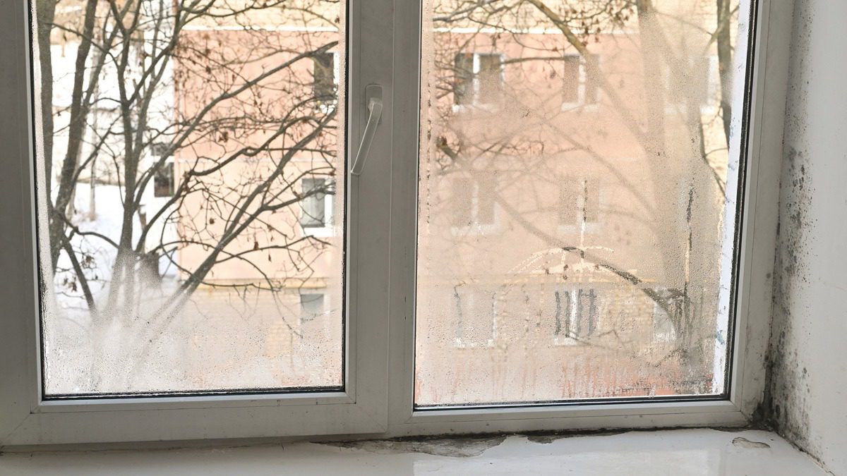 view-of-mold-on-windowsill