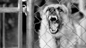 angry-dog-from-behind-wire-fence