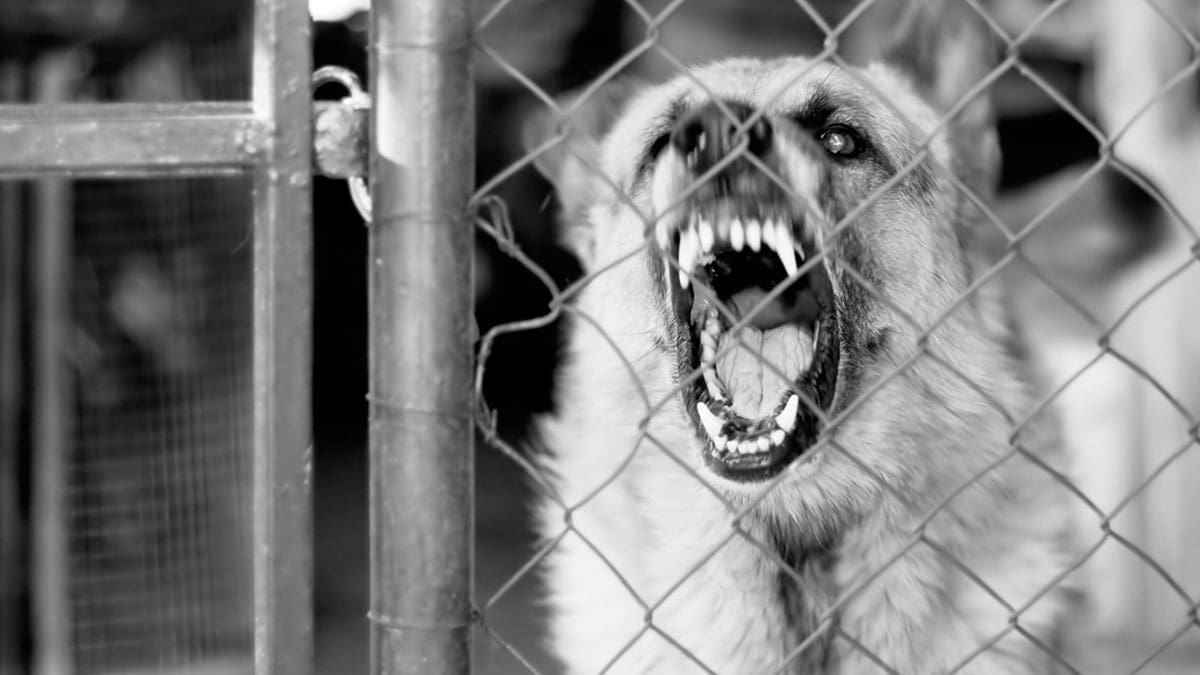 angry-dog-from-behind-wire-fence
