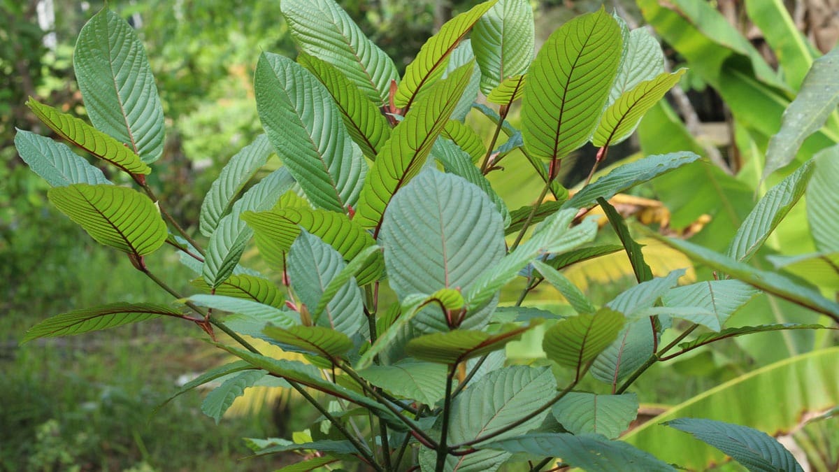close-up-of-kratom-plant