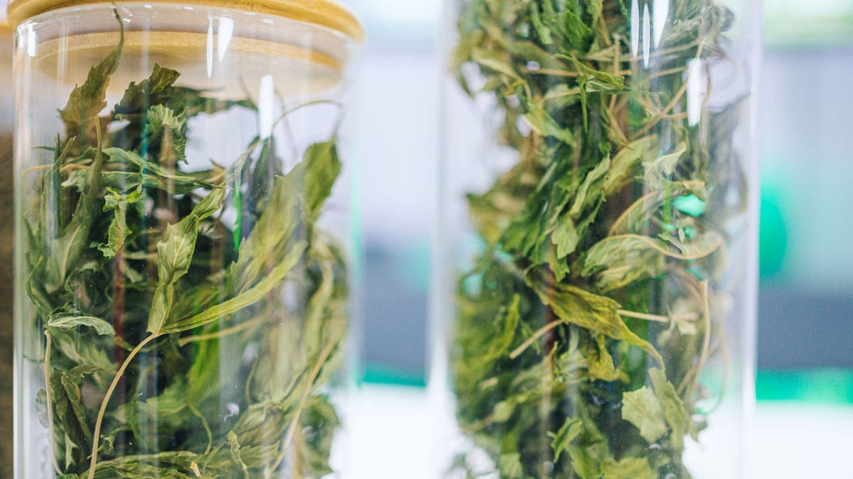 dried-kratom-leaves-in-jars