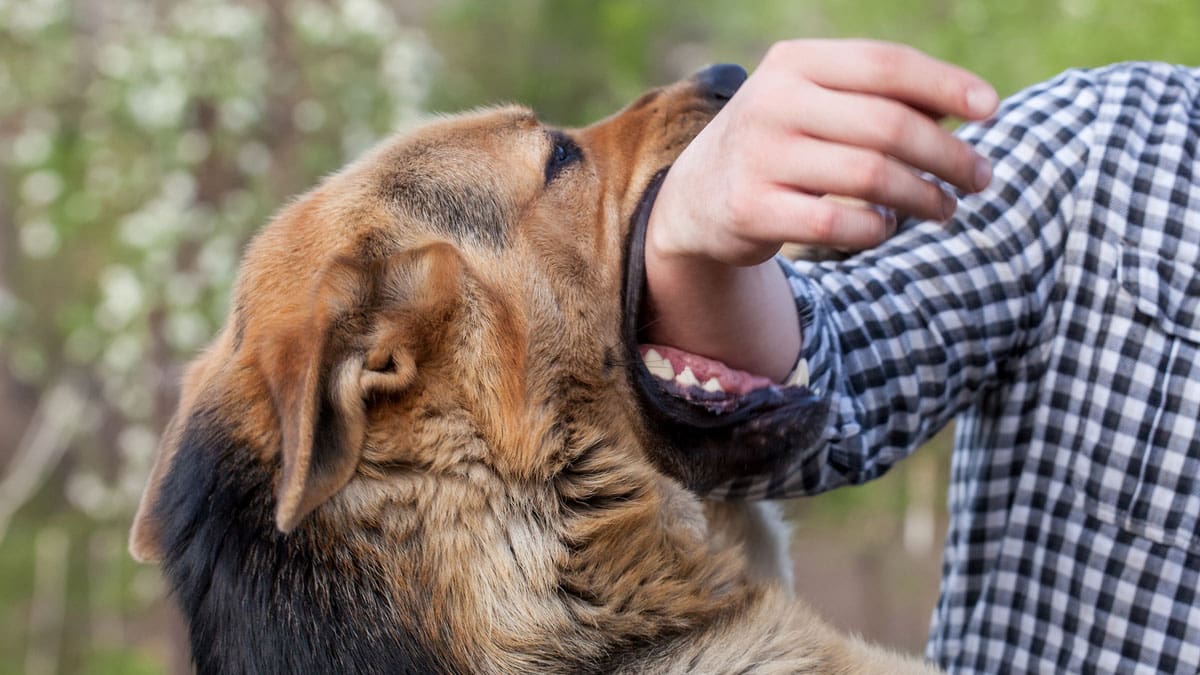 side-view-of-dog-biting-mans-arm