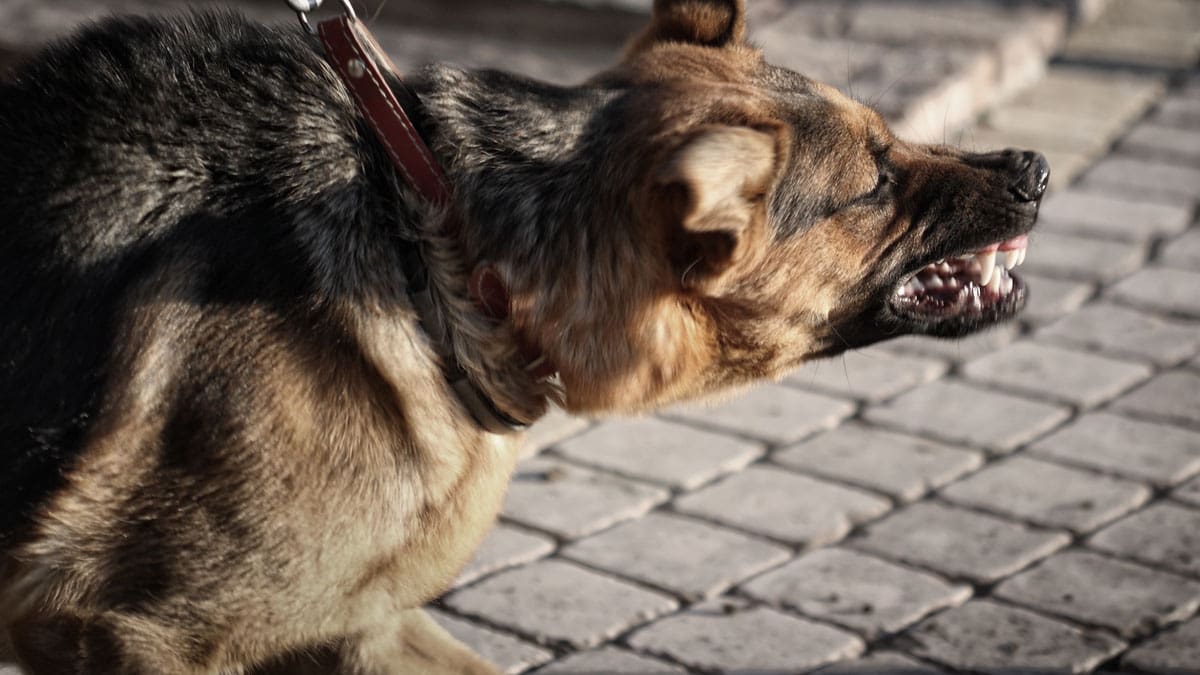 dog-on-a-leash-barking-and-lunging-on-a-cobblestone-street